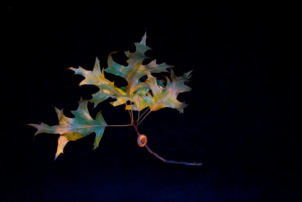 October 6, 2016 – January 1, 2017