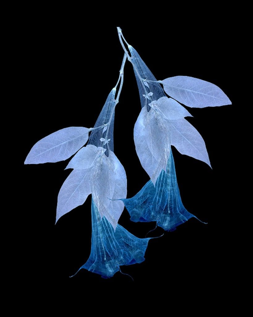 print_blubrug - Andrea Ottesen