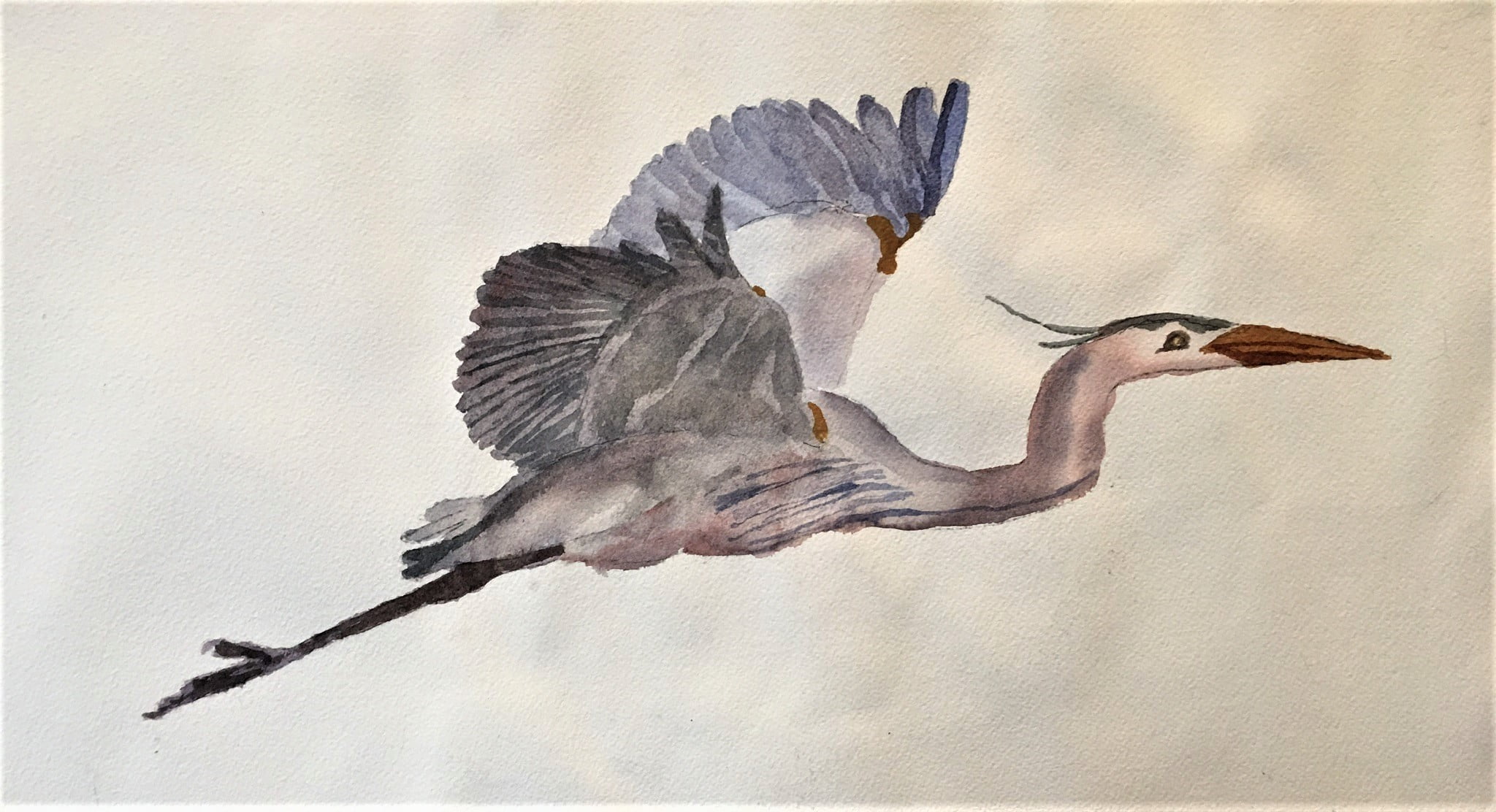 Carolyn Rondthaler – Great Blue Heron