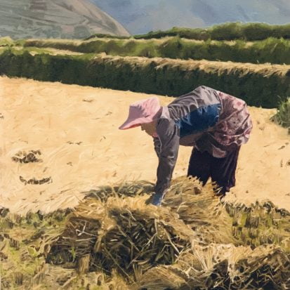 Deborah Pollack - Bhutanese Woman in Rice Field