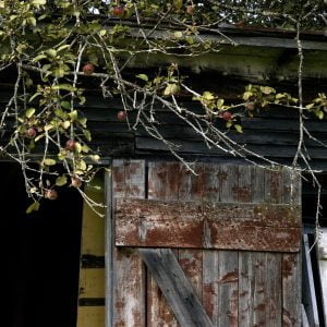 Rindy OBrien - Late Summer