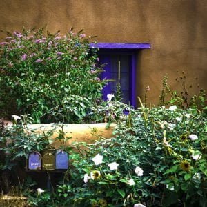 Rindy OBrien - Sante Fe Jimez Blooms