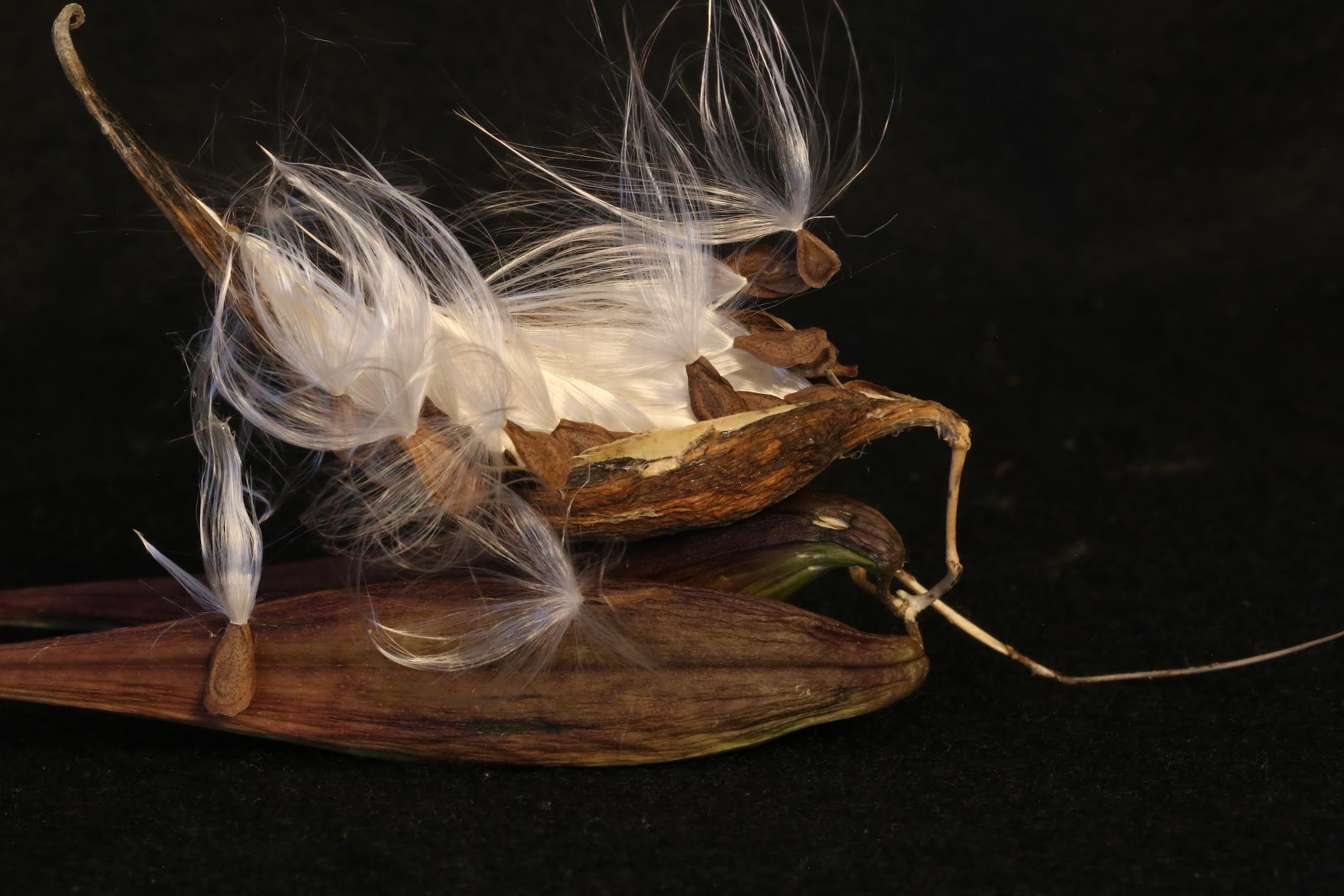 Larry O’Reilly – Alien Seedpod