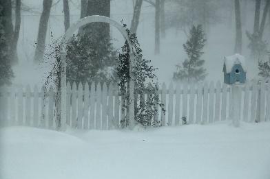 Larry O’Reilly – Backyard Blizzard
