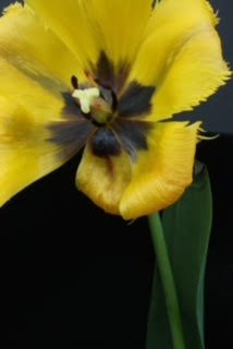 Larry O’Reilly – Bold Yellow