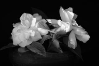 Larry O’Reilly – Gardenia Black and White