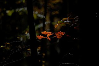 Larry O’Reilly – Leaves on Pond