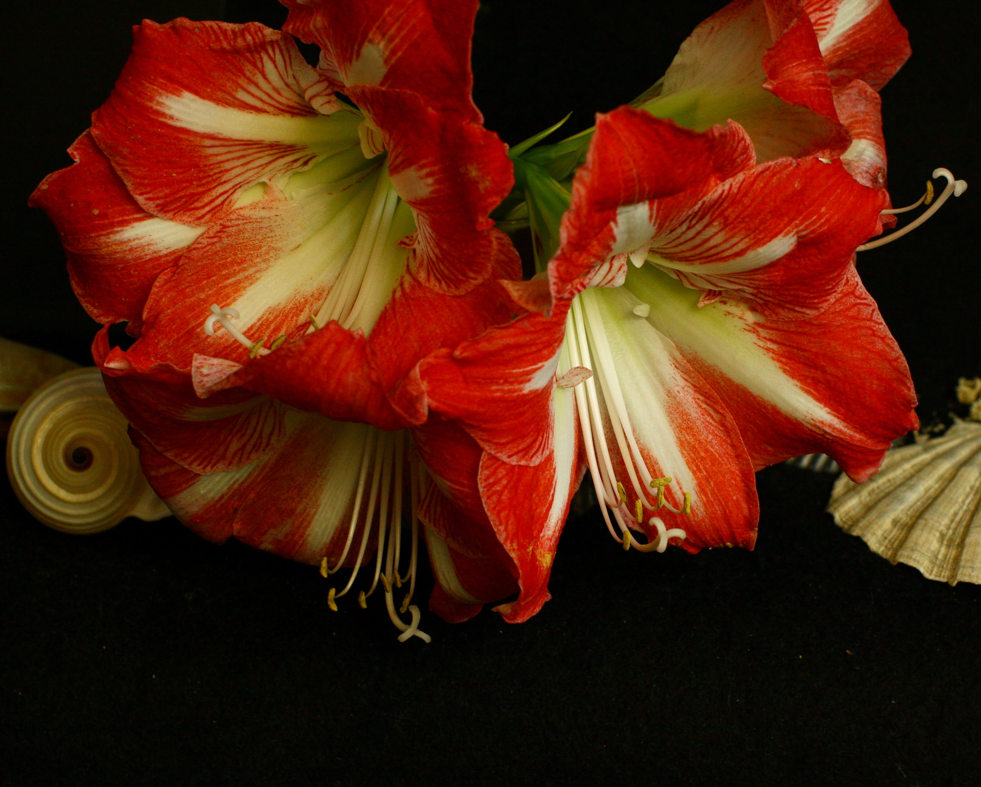 Larry O’Reilly – Nora’s Amaryllis