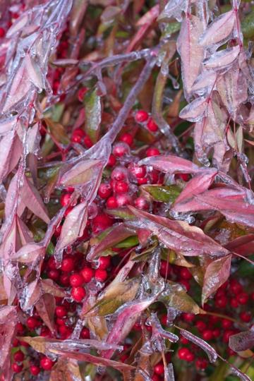 Larry O’Reilly – Red Berries (Winter)