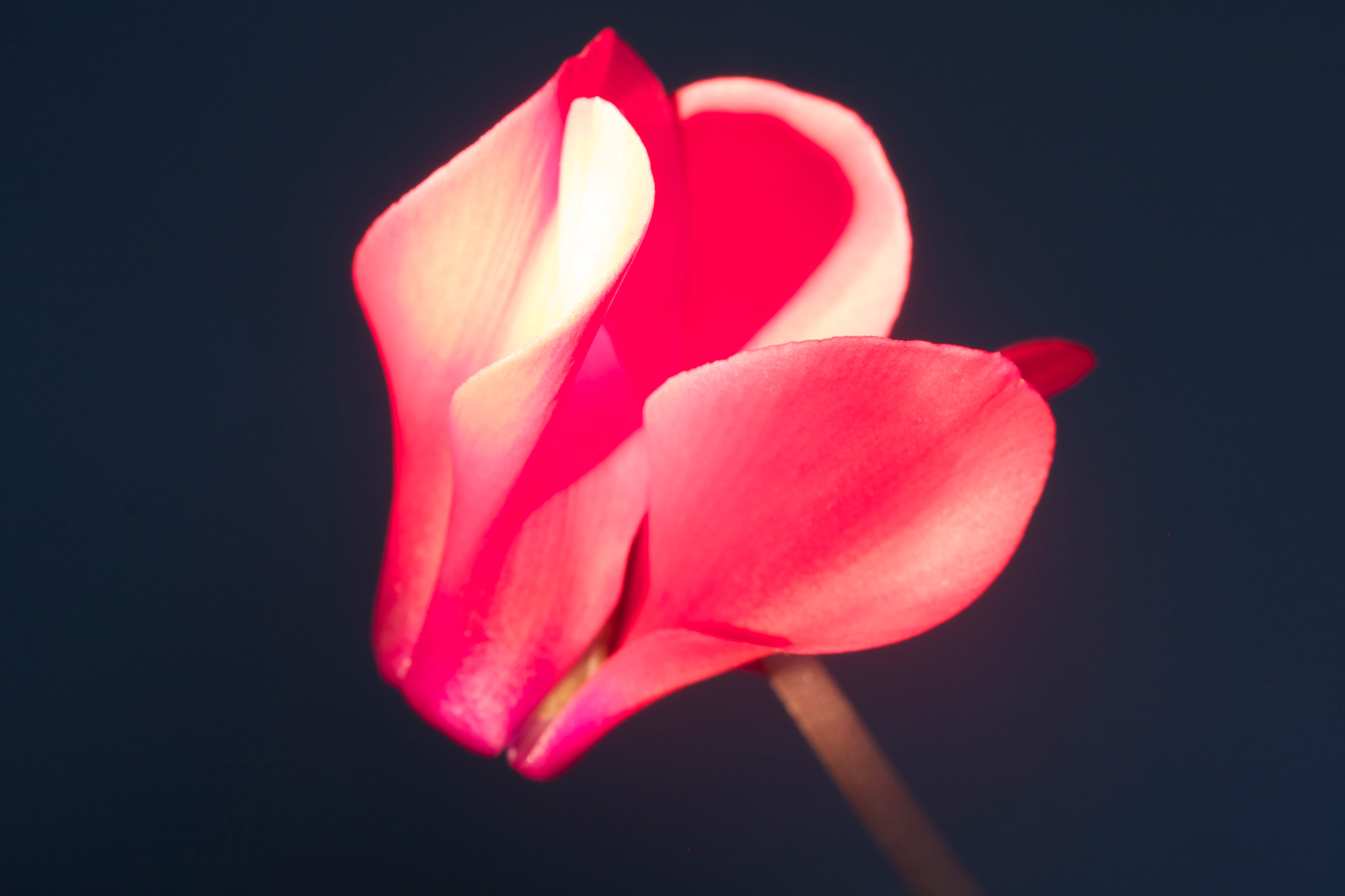 Larry O’Reilly – Red Flower Cyclamen