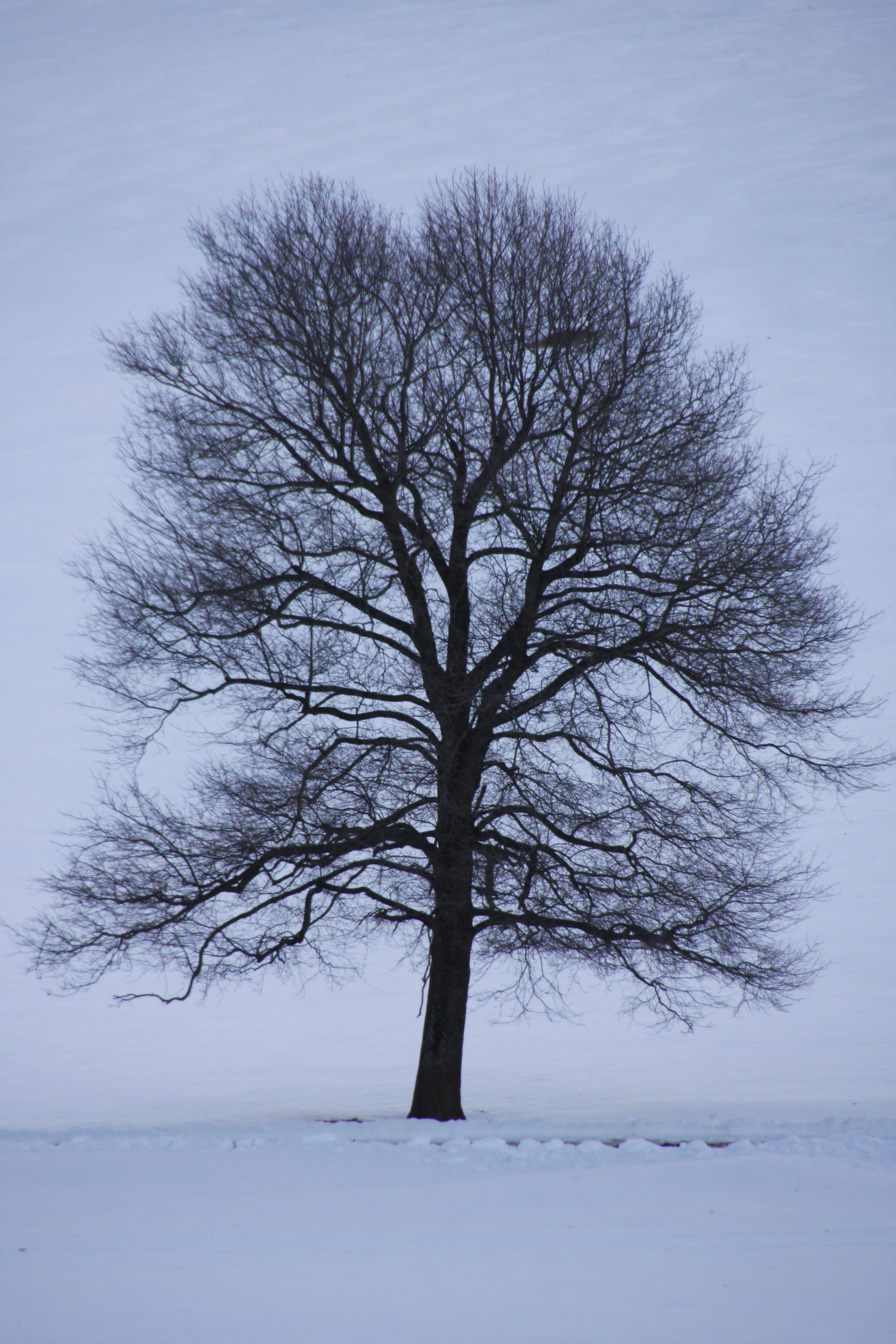 Larry O’Reilly – Silver Tree