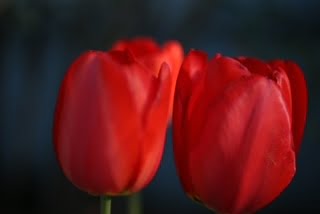 Larry O’Reilly – Two Tulips