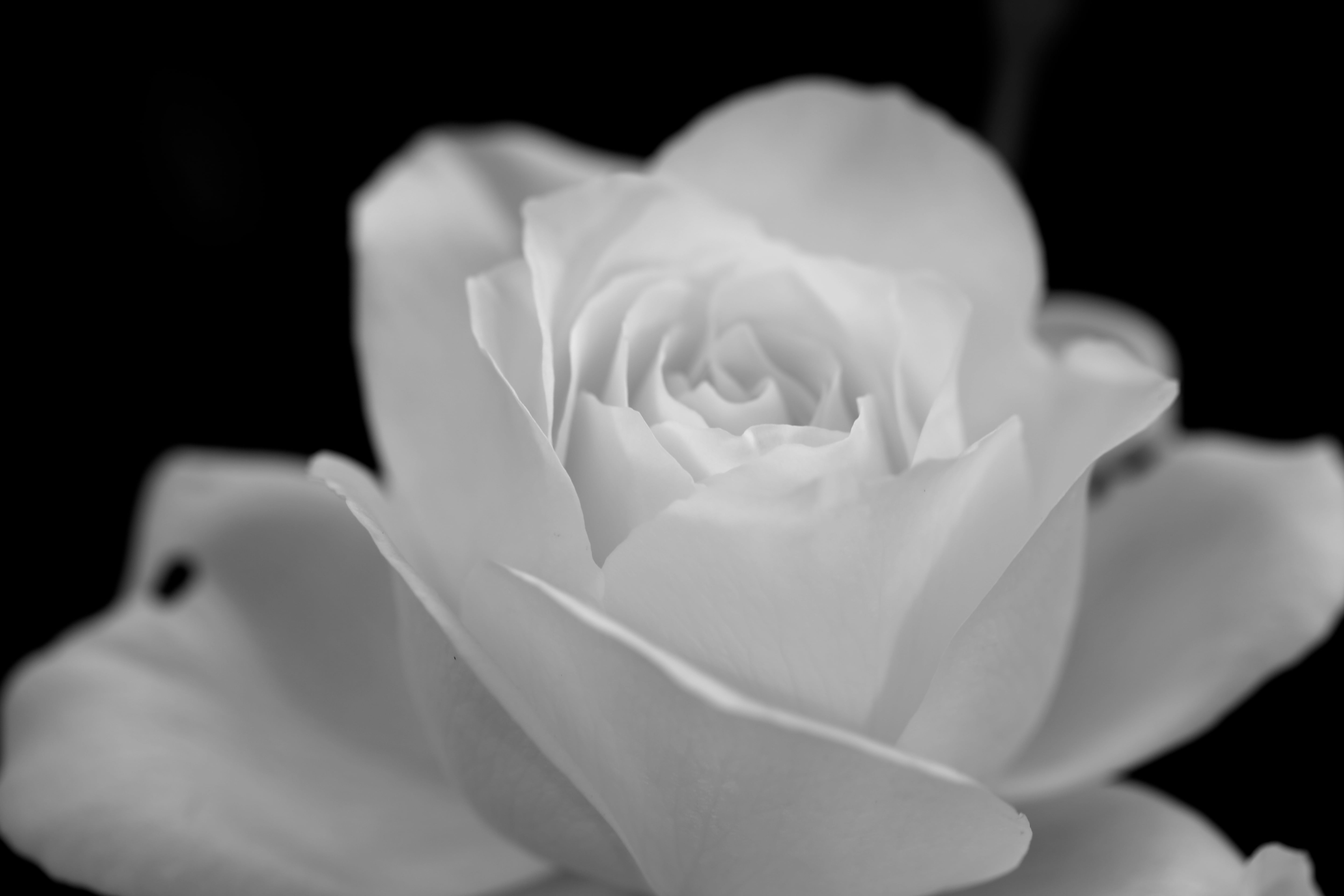 Larry O’Reilly – White Rose