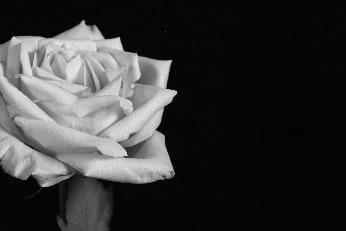 Larry O’Reilly – White Rose on Left