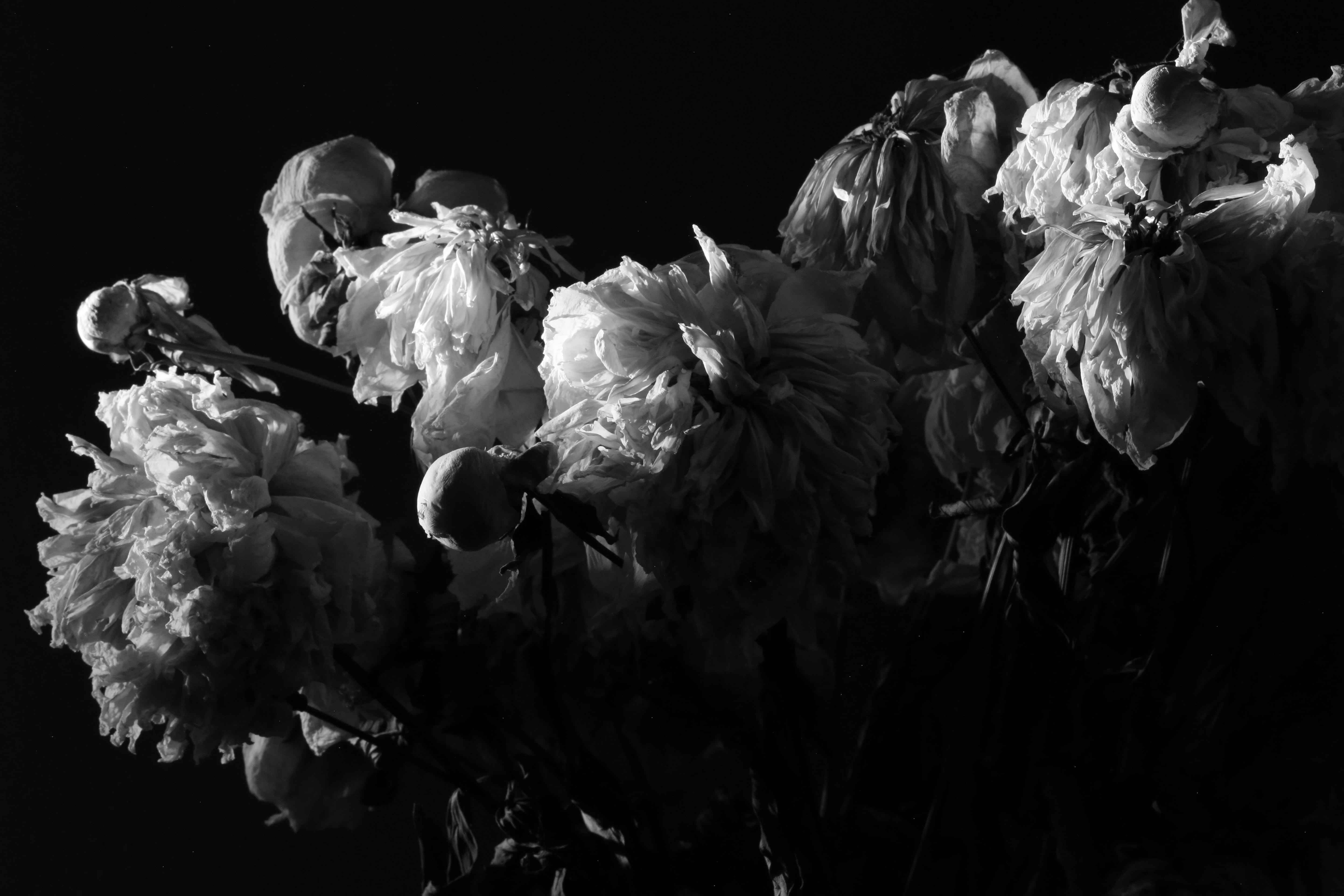 Larry O’Reilly – Four a.m Flowers