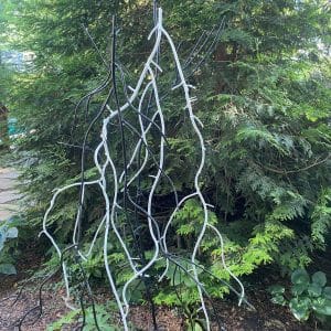 Dalya Luttwak - Roots in Black and White