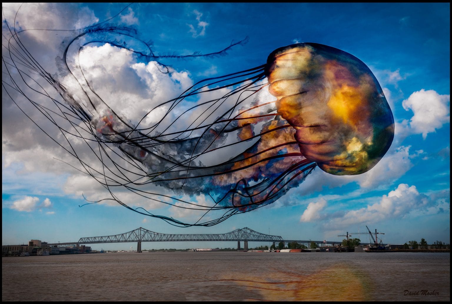 David Mosher Free The Jellyfish Hill Center DC david-mosher-free-the-jellyfish-hill-center-dc