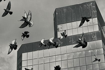 Derek Ronald - Pigeons