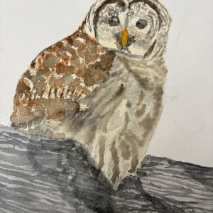 Carolyn Rondthaler - BARRED OWL