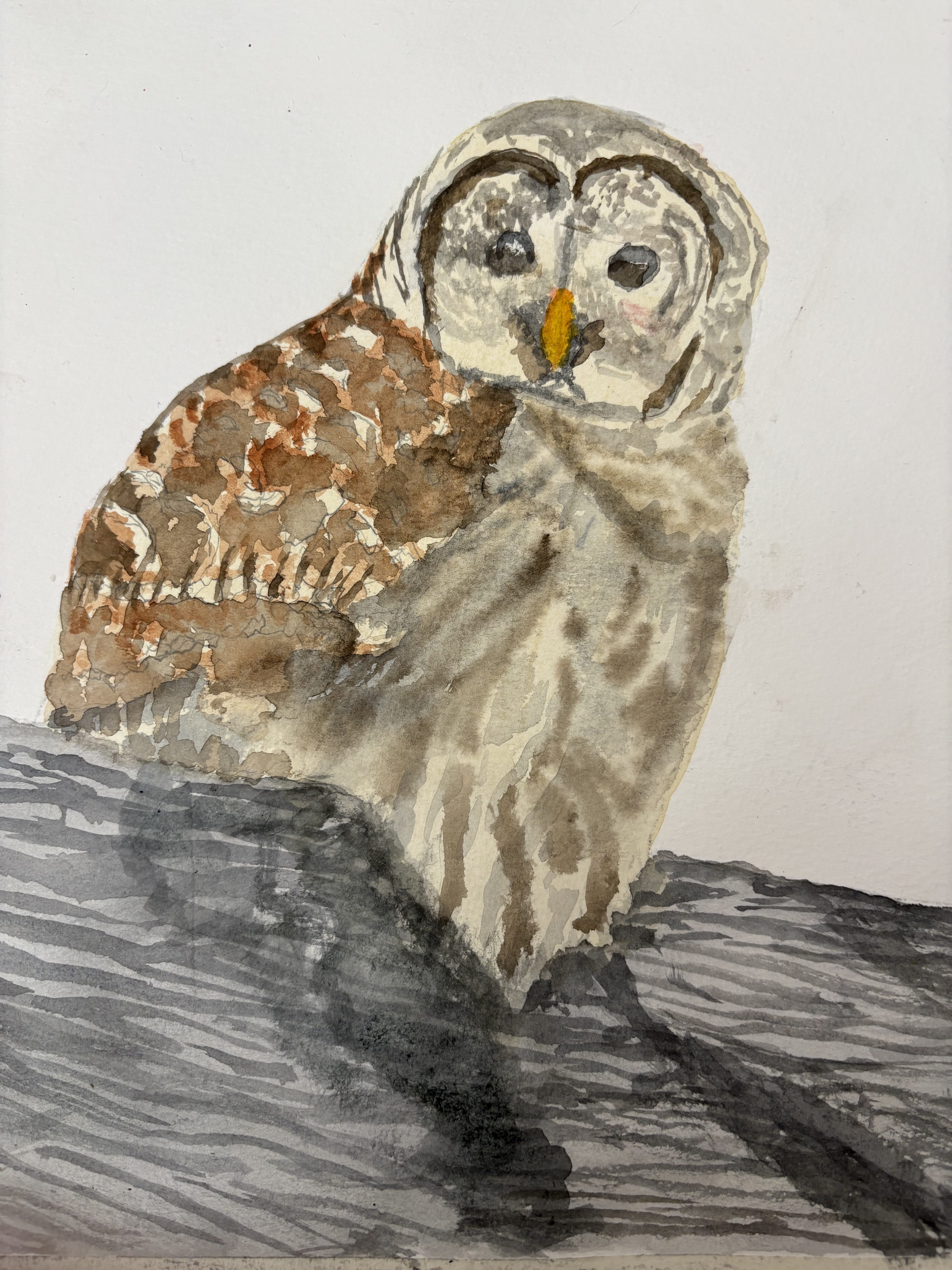 Carolyn Rondthaler – BARRED OWL