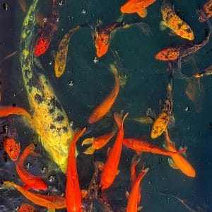 Rindy OBrien - Koi