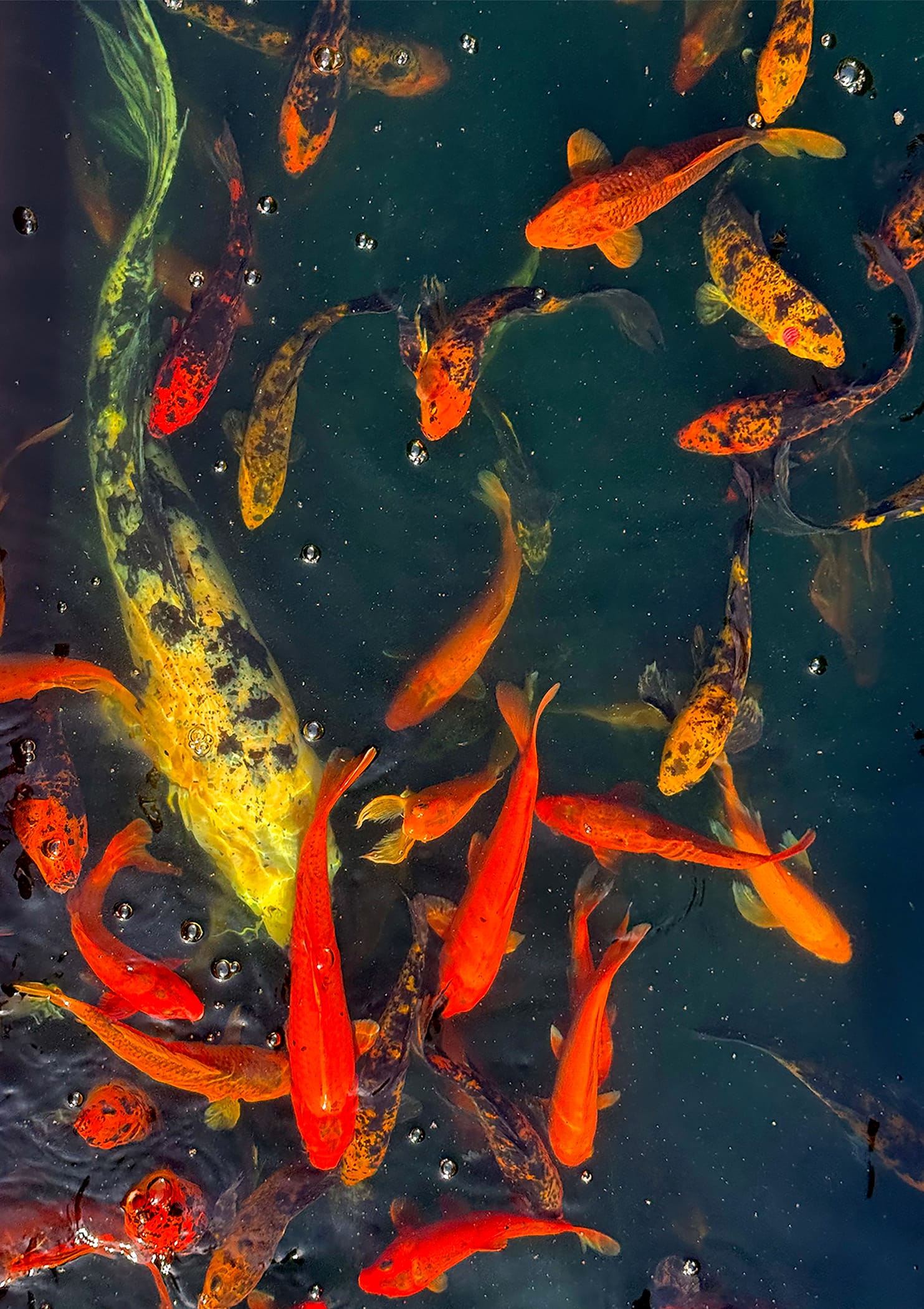 Rindy OBrien – OBrien_Koi _Photo_16x19_$500 2