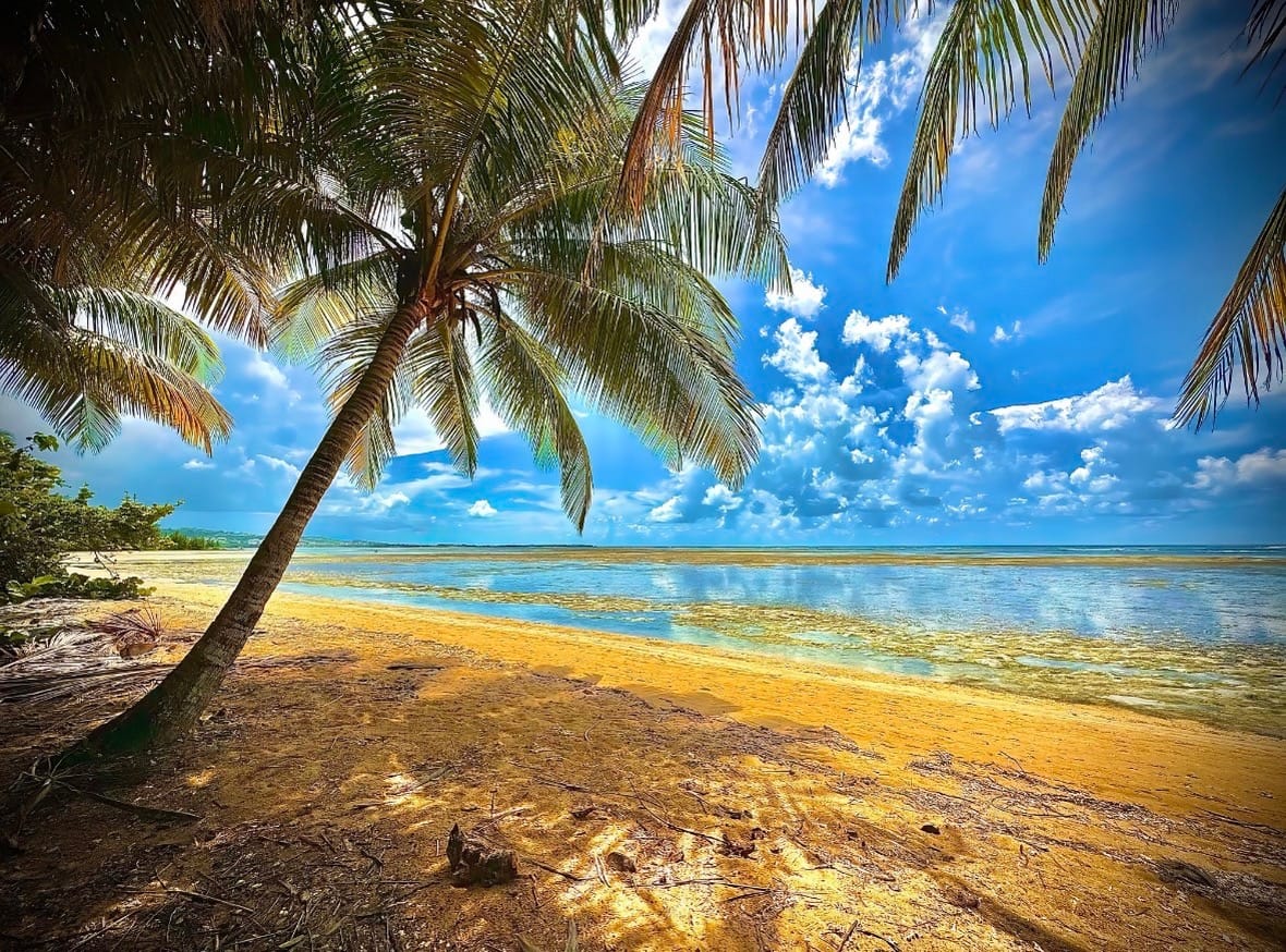 Christopher Pace – Luquillo Tree