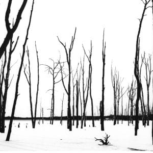 Christopher Pace - Reservoir Trees in Snow