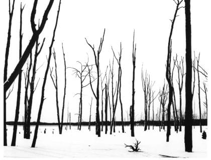 Christopher Pace - Reservoir Trees in Snow