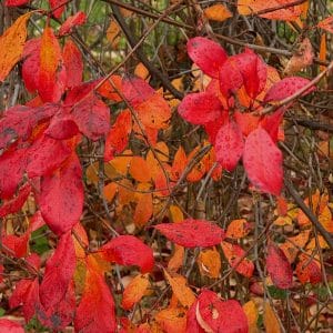 Rindy Obrien - Fall Leaves