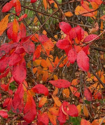 Rindy Obrien - Fall Leaves
