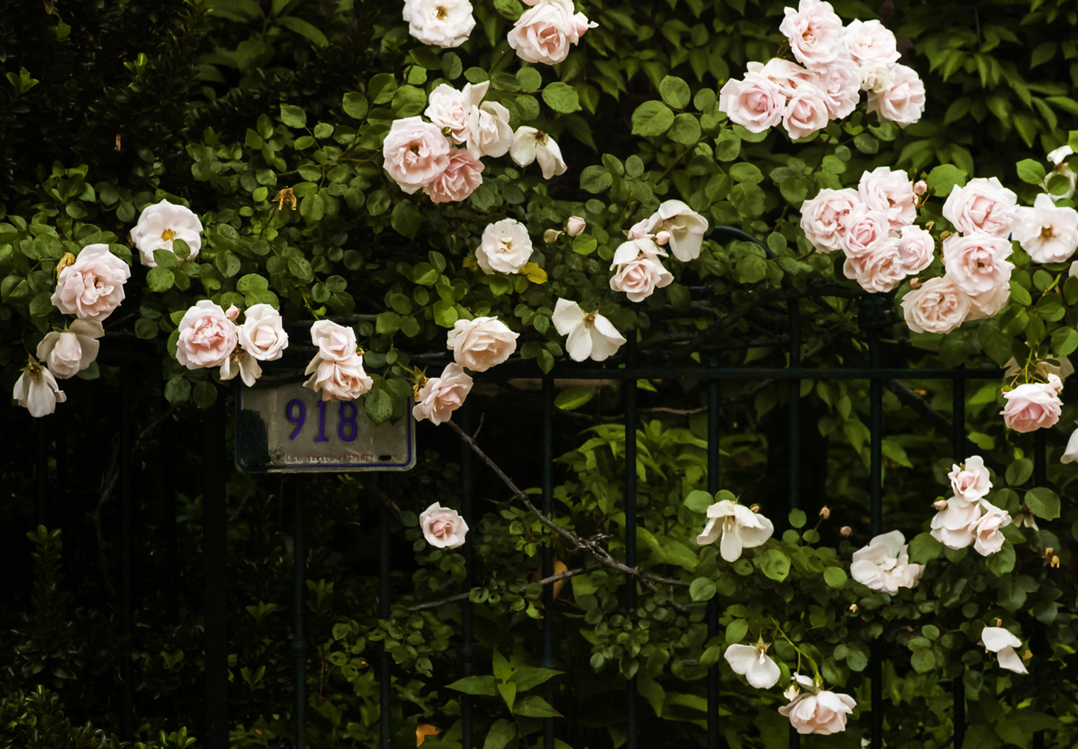 Hill Roses, 2022